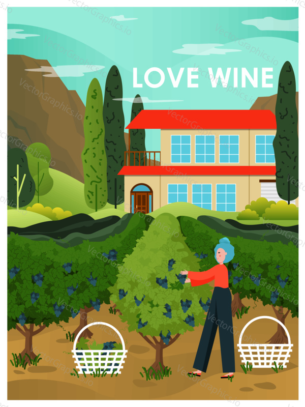 Woman picking grape at vineyard next to farm house. Wine farm landscape and vineyard concept vector illustration. Harvest season in italian winery.