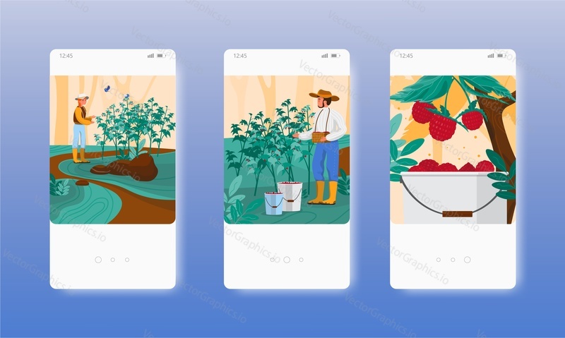 Berry picking sezóna. Zemědělci sklízejí zralé maliny na zahradě. Obrazovky mobilních aplikací. Šablona vektorového banneru pro vývoj webových stránek a mobilních zařízení. Webové stránky a UI design ilustrace.
