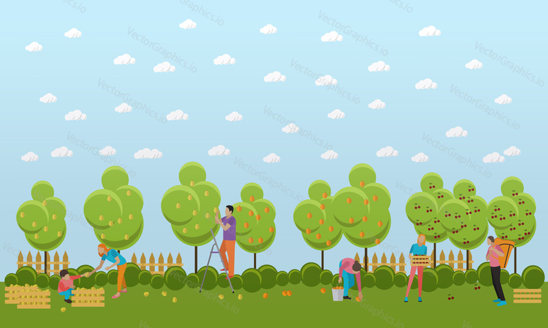 Zahradníci sbírají různé ovoce z ovocných stromů, pomerančů, třešní, hrušek a zabalí je do speciálních krabic a košů. Vektorové ilustrace v plochém designu