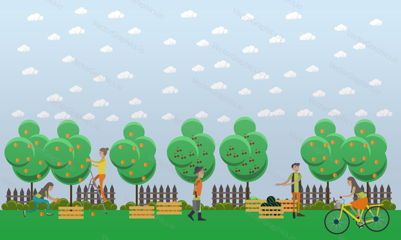 Harvesting and realization concept vector illustration in flat style. Gardeners picking peaches and putting them into wooden boxes, selling watermelon, tomatoes and cabbage.