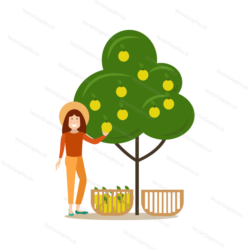 Vector illustration of woman picking apples in fruit garden. Apple hunting season concept flat style design element, icon isolated on white background.
