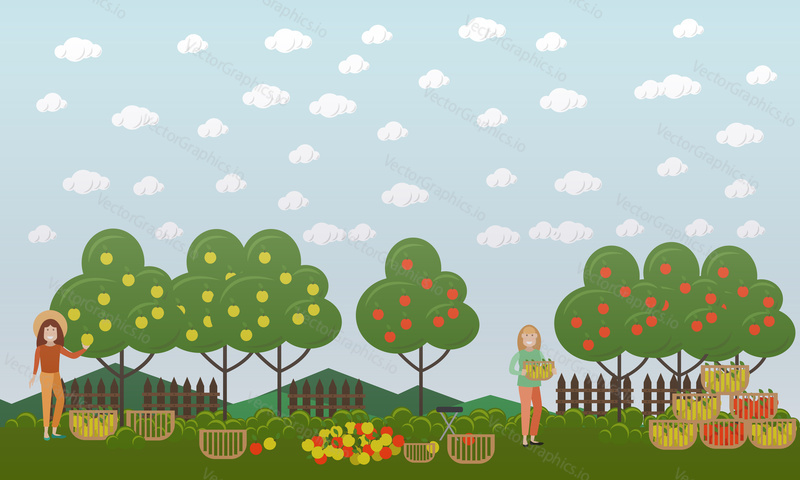 Vektorová ilustrace žen, které sbírají jablka v ovocné zahradě. Koncept sezóny lovu jablek. Plochý design.