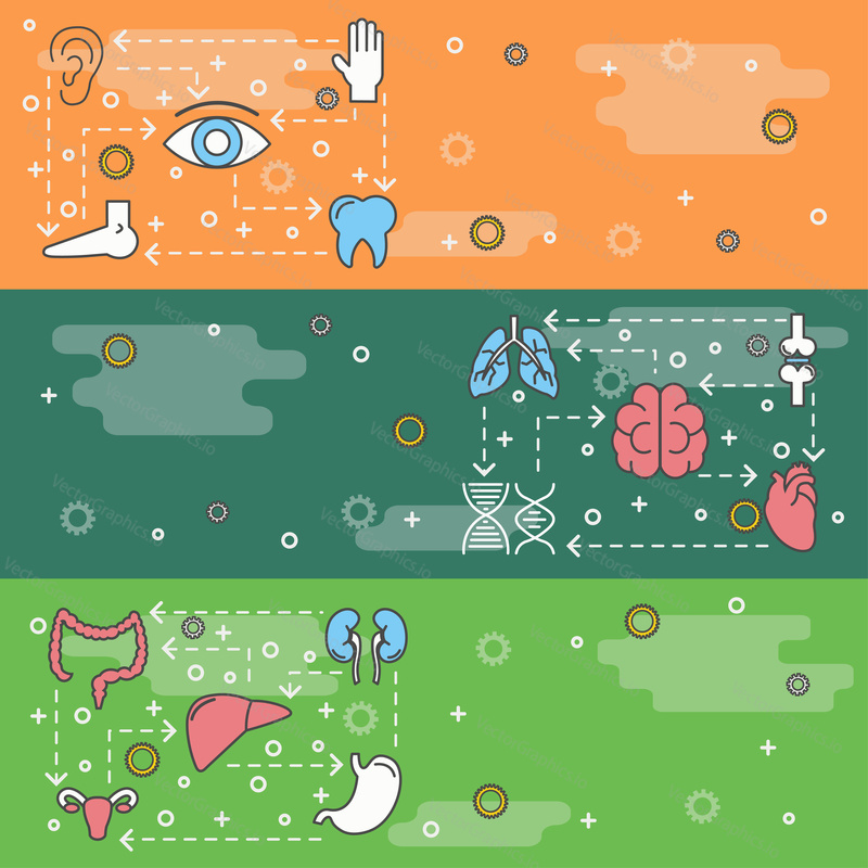 Human internal organs and body parts vector web banner template set. Lungs liver kidneys joints tooth brain heart colon stomach uterus eye ear leg thin line art flat icons.