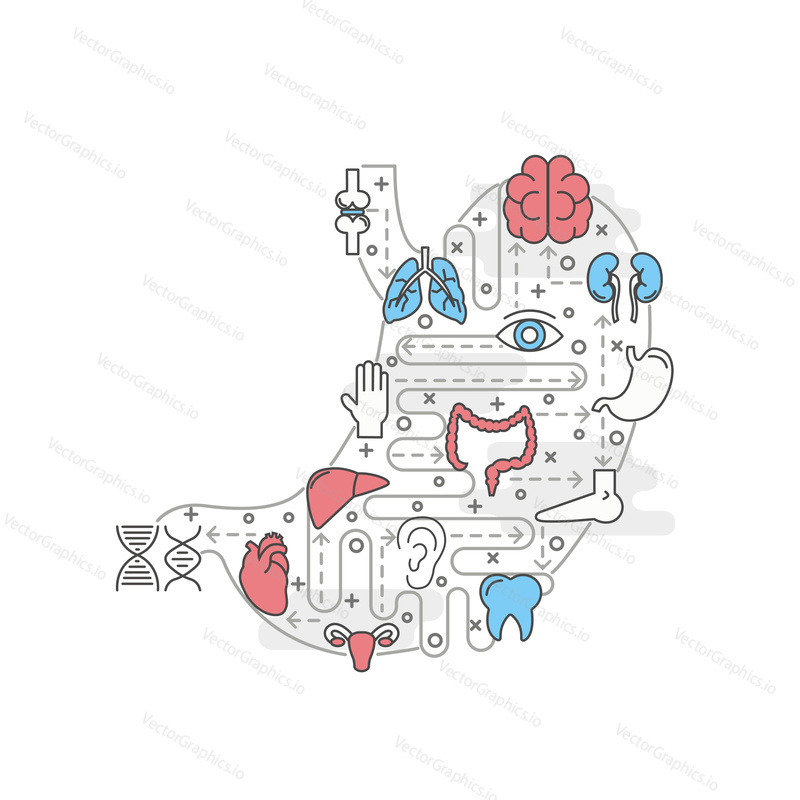 Human internal organs and body parts vector poster banner template. Lungs liver kidneys joints tooth brain heart colon eye ear in shape of stomach. Thin line art flat icons for web, printed materials.
