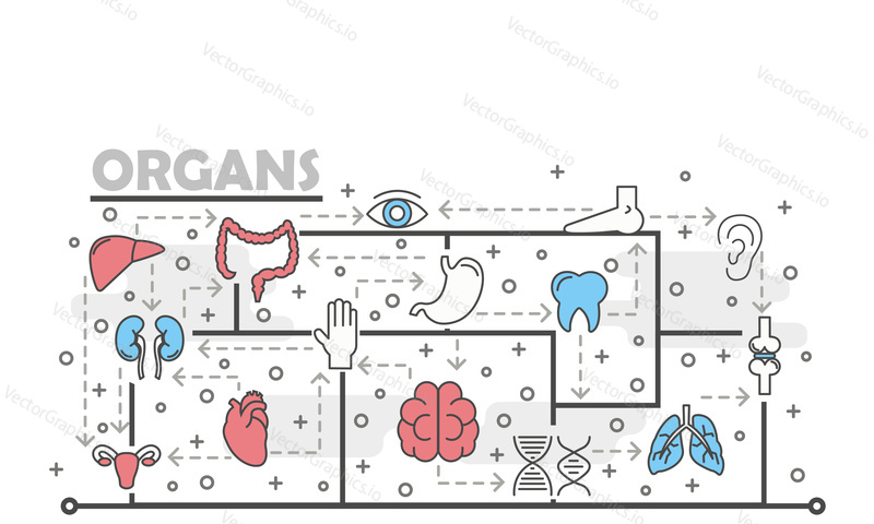 Human internal organs and body parts vector poster banner template. Lungs liver kidneys joints tooth brain heart colon stomach uterus eye ear leg. Thin line art flat icons for web, printed materials.