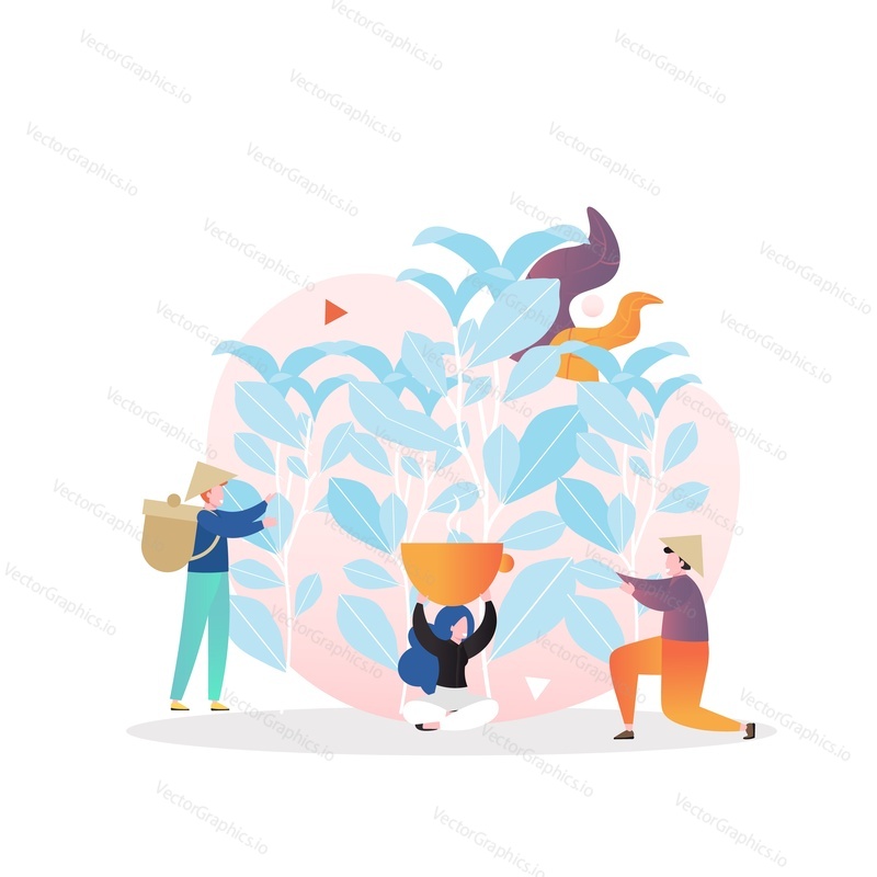 Asijští farmáři sběrači čaje vytrhávají čajové lístky z keře ručně, vektorové ilustrace. Složení sklizně čaje pro webový banner, webovou stránku atd.