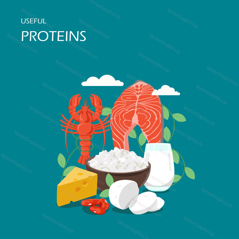Useful proteins vector flat style design illustration. Salmon, crayfish, beans, tofu and dairy products swiss cheese, cottage cheese, milk. High protein foods composition for web banner, website page.