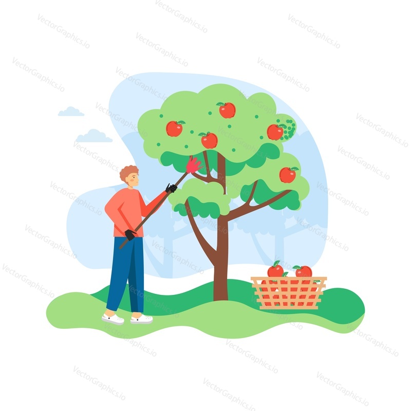 Young man, gardener or farmer picking ripe red apples from fruit tree in garden, flat vector illustration. Gardening, agriculture, apple harvest season.