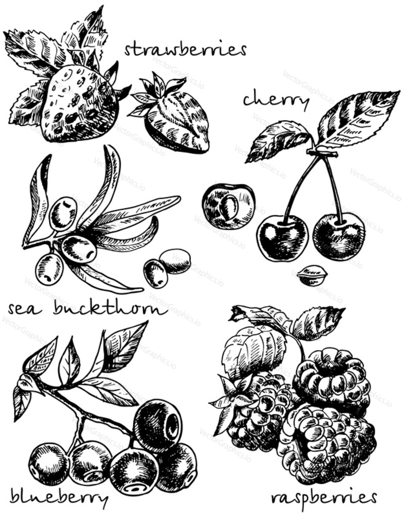 Vector ink hand drawn style berry set. Strawberry, cherry, blueberry, sea buckthorn, raspberry vintage sketch illustration for recipe, menu, print.