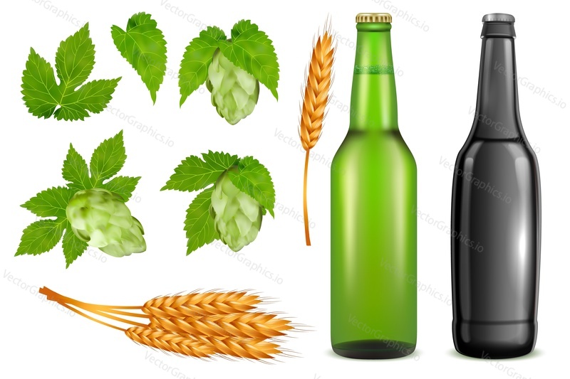 Beer pack icon set. Vector realistic glass beer bottles, wheat ears, hop plant buds and leaves isolated on white background.