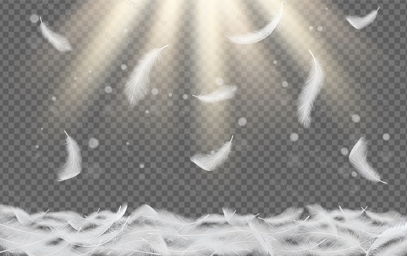 Falling white feathers. Vector realistic illustration isolated on transparent background.
