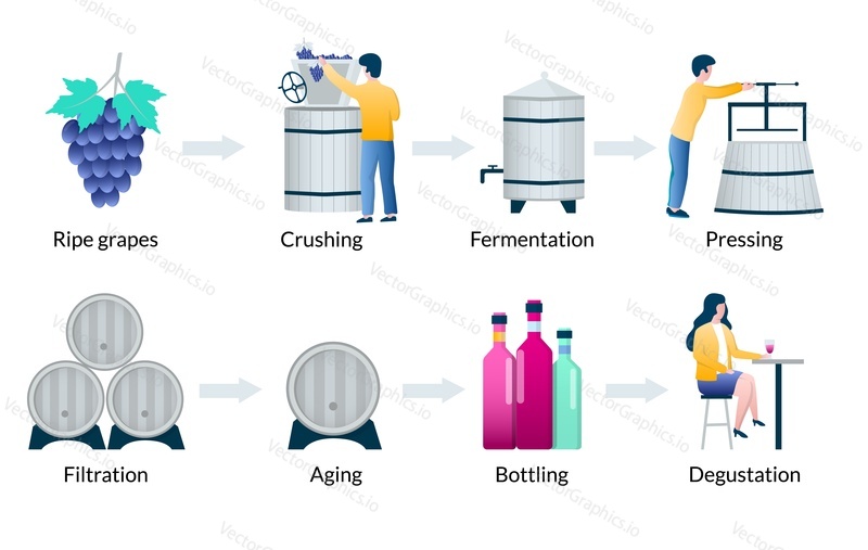 Proces výroby vína vektorové infografiky, diagram s hrozny drcení fermentace lisování filtrace stárnutí stáčení degustační kroky.