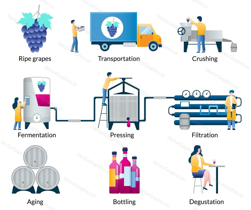 Wine making process stages set, vector illustration isolated on white background. Production of alcoholic beverage from grapes. Wine step by step.