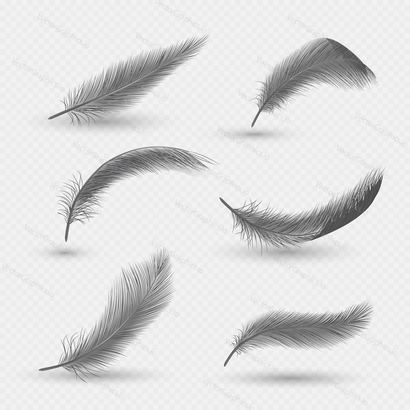 Realistic 3d black fluffy swan feathers, vector illustration isolated on transparent background.