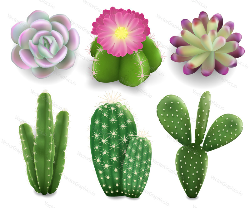 Realistic cactus and succulent plants set, vector illustration isolated on white background. Beautiful cacti and succulents for house and indoors.