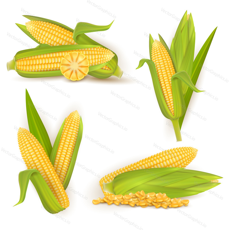 Realistic sweet corn set, vector illustration isolated on white background. Ripe golden corn cobs and grains. Maize harvest, food industry, farming.