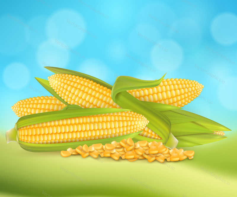 Zralé kukuřičné klasy a zrna, vektorové realistické ilustrace. Šablona designu reklamního plakátu Sweet corn s kopírovacím prostorem.