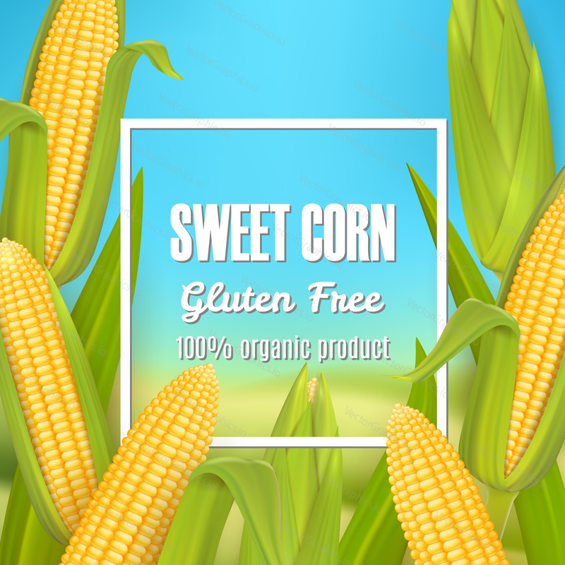 Sweet corn gluten free organic product vector poster, label, sticker template. Decorative frame with 3d realistic maize cobs for package design.