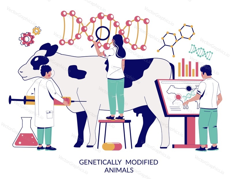 Genetically modified animals, vector flat illustration. Cow dna research, cattle dna testing, genetic modification, dairy cattle genetics concept for web banner, website page etc.