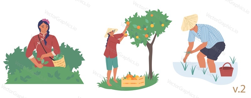 Asian farmer male and female character set, vector flat isolated illustration. People planting rice seedlings, picking tea leaves and fruit. Asian agriculture, rice farming, gardening, tea production.