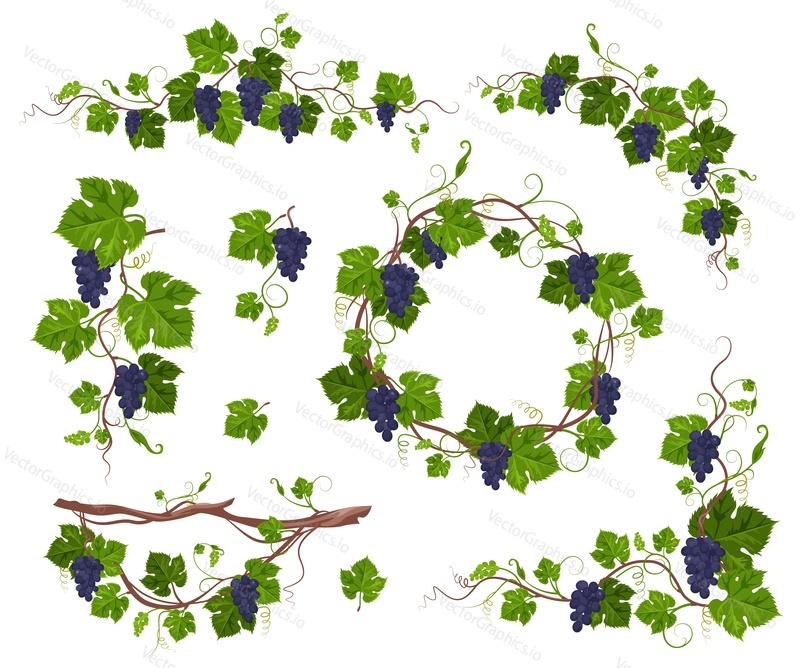 Grapevine climbing plant with purple grapes set, flat vector illustration isolated on white background. Grape vine creeper plant decorative frame.