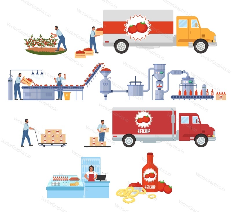 Výroba rajčatového kečupu infographic, ploché vektorové ilustrace. Sklizeň a doprava. Zařízení pro zpracování a výrobu rajčatové omáčky. Distribuce, prodej, spotřeba. Potravinářství.
