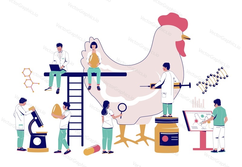 Chicken antibiotic vector. Scientist and doctor veterinarian making test and analysis for chicks flu treatment and vaccination illustration