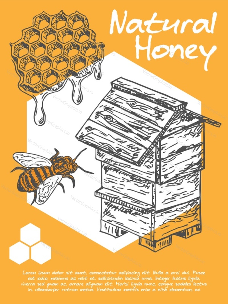 Honey bee vector illustration. Food label banner design. Background with honeycomb, beehive and flying insect. Organic natural product vintage poster, advertising pattern for nutrition package