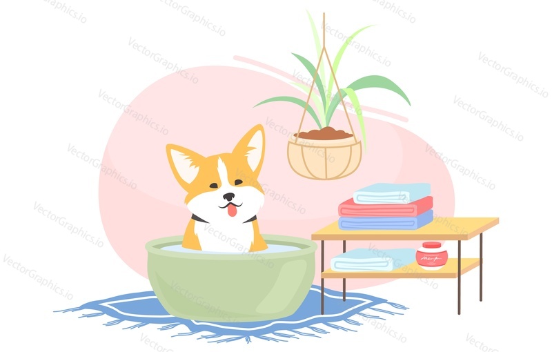 Cute corgi dog taking bath vector illustration. Home grooming hygienic procedure for domestic pet animal scene