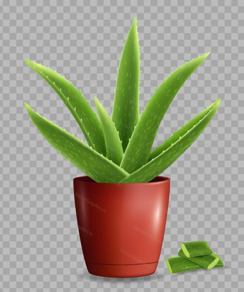 Realistic aloe vera medicinal succulent plant in pot with cut leaves vector illustration isolated on transparent background