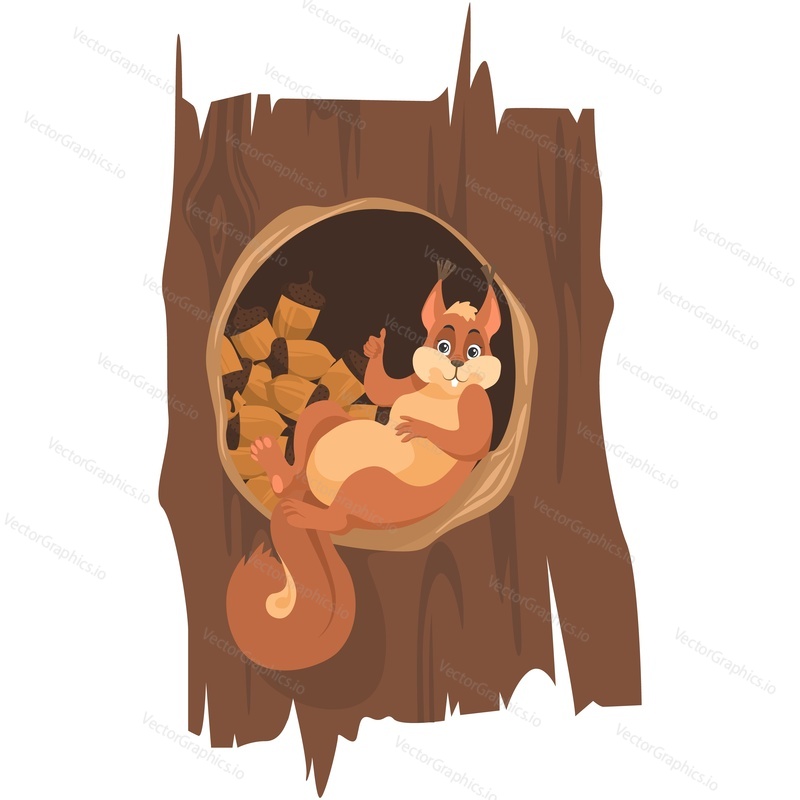 Cartoon squirrel with acorn in tree trunk hollow vector. Animal character fluffy rodent from forest oak woods isolated on white background