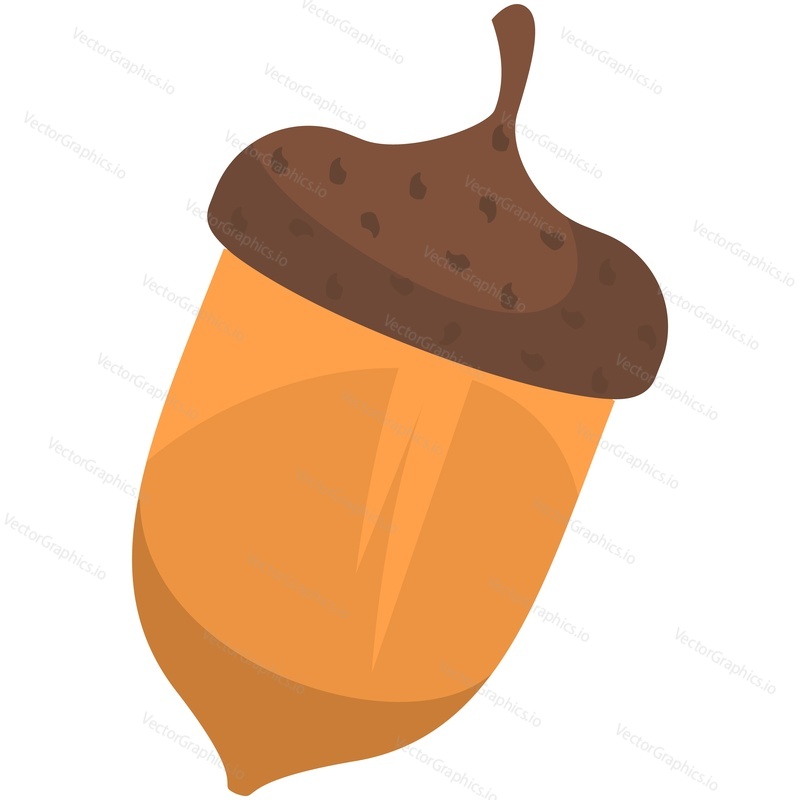 Oak acorn vector. Forest nut tree seed and squirrel food icon. Ripe hard natural fruit isolated on white background