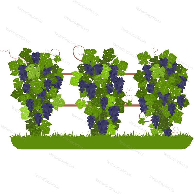Vineyard vector icon isolated on white background