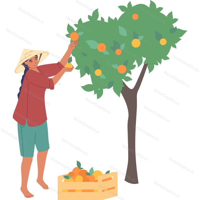 Female asian farmer picking peach fruit from tree vector icon isolated background.