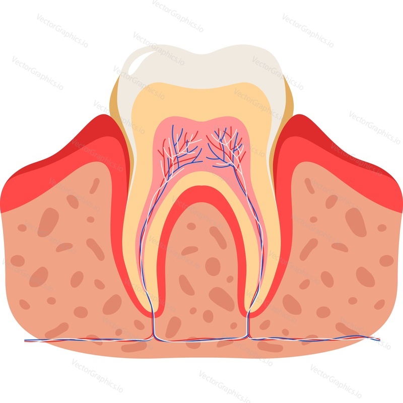Plaketa za zuby zubní anatomie vektorové ikony izolovaných na bílém pozadí