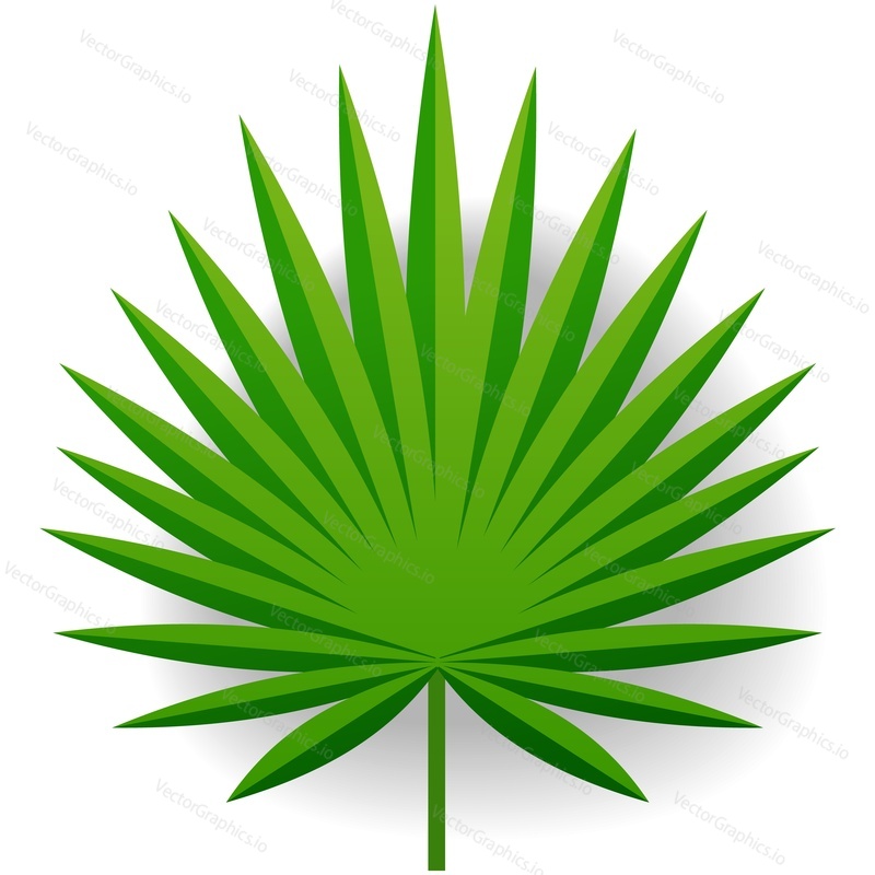 Palm tree leaf vector. Tropical foliage icon. Rainforest jungle leafage isolated on white background. Singe green abstract plant part. Hawaiian paradise flora