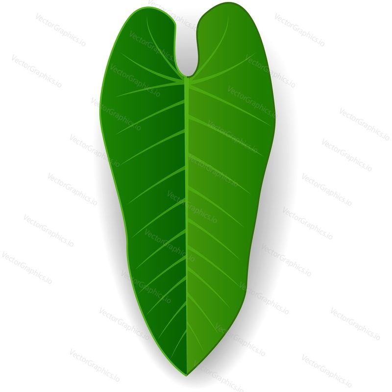 Coco palm foliage vector icon. Single cartoon exotic frond illustration. Part of tropical palm tree isolated on white. Green coconut or banana leaf symbol. Jungle leafage design element