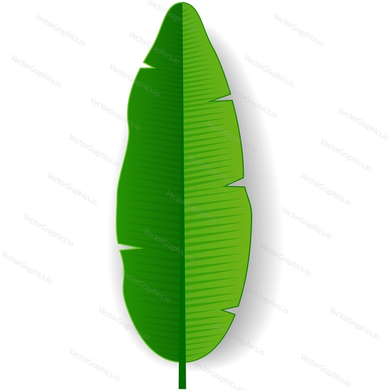 Green palm leaf vector. Tropical single banana tree branch isolated icon. Jungle rainforest foliage design illustration on white background