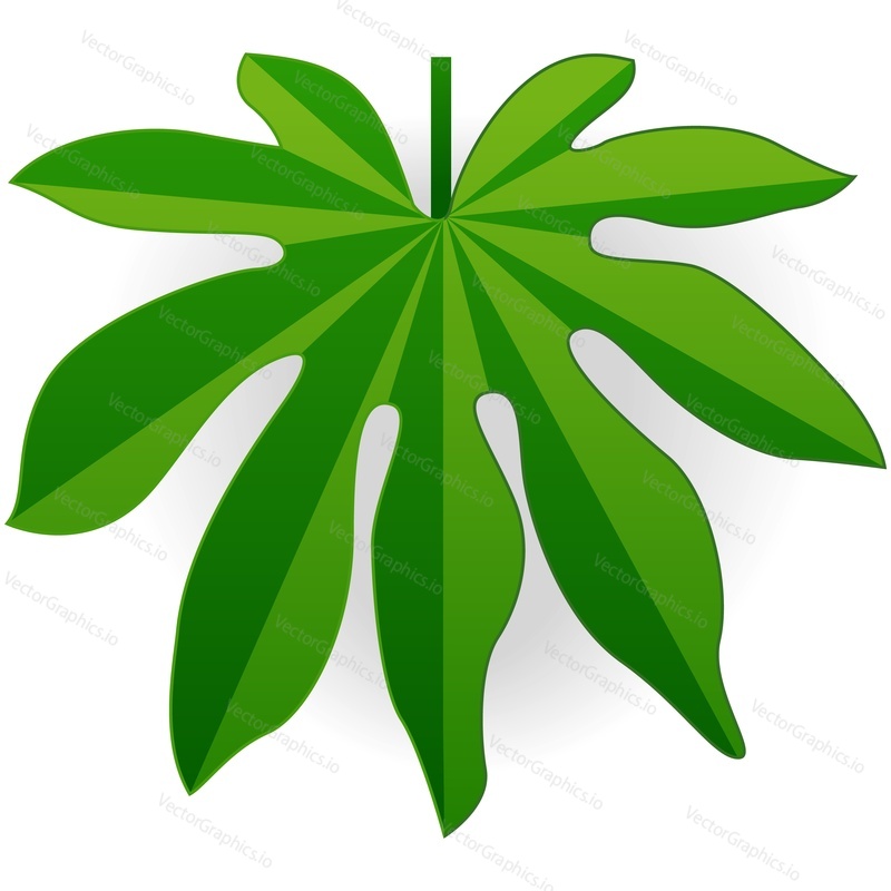 Green palm leaf vector. Tropical single tree branch isolated. Herbal icon. Jungle rainforest foliage design illustration. Exotic flora on white background. Herbs botanical object