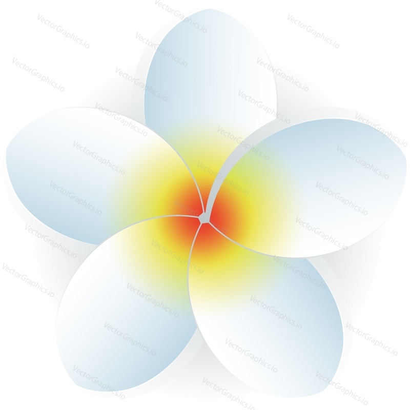 White blossom flower head vector isolated icon. Hawaiian or Tahitian bloom plant bud. Botanic nature floral design element