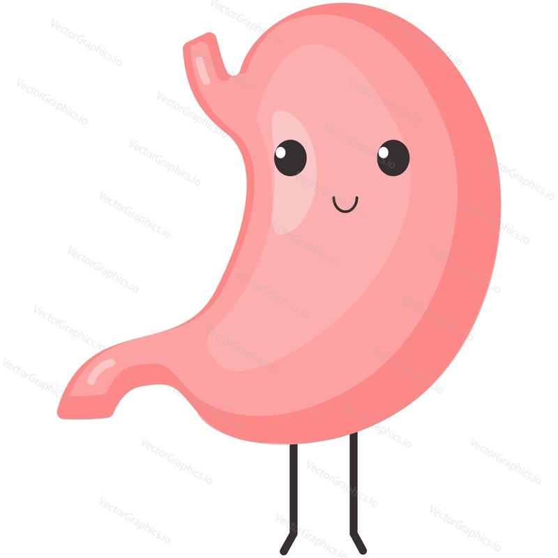Happy stomach vector. Healthy internal human digestive organ character feeling good icon illustration isolated on white background
