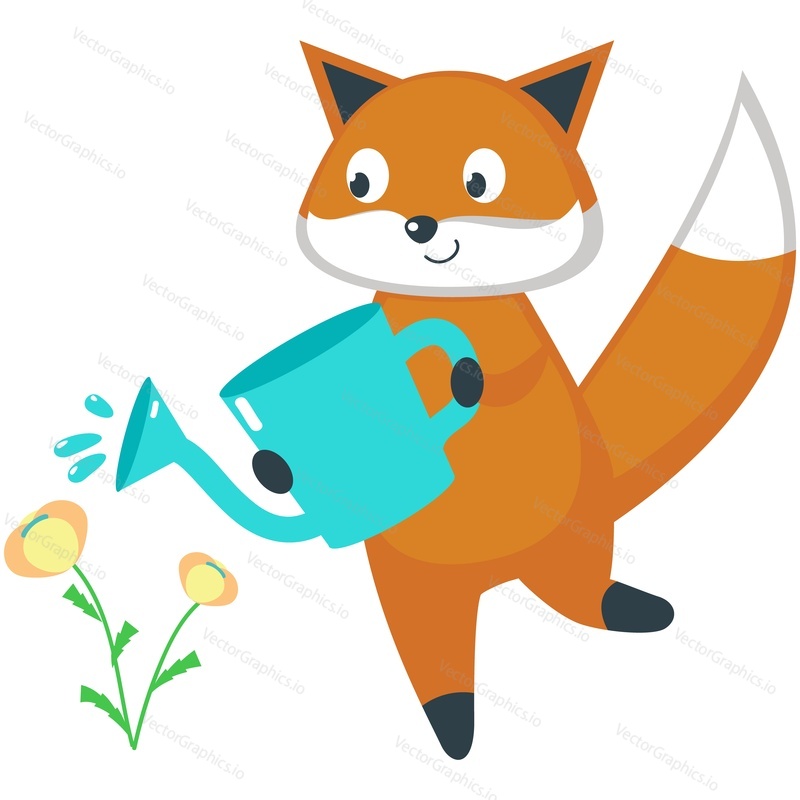 Cartoon fox vector. Cute animal icon. Red forest character watering spring flower with can isolated illustration on white background