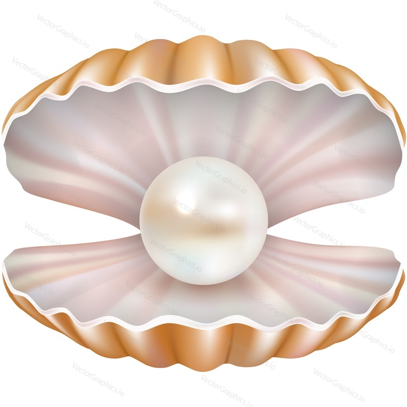 Otevřené pearl sea shell vektorové ikony izolovaných na bílém pozadí. Měkkýši měkkýši. Mořské šperky