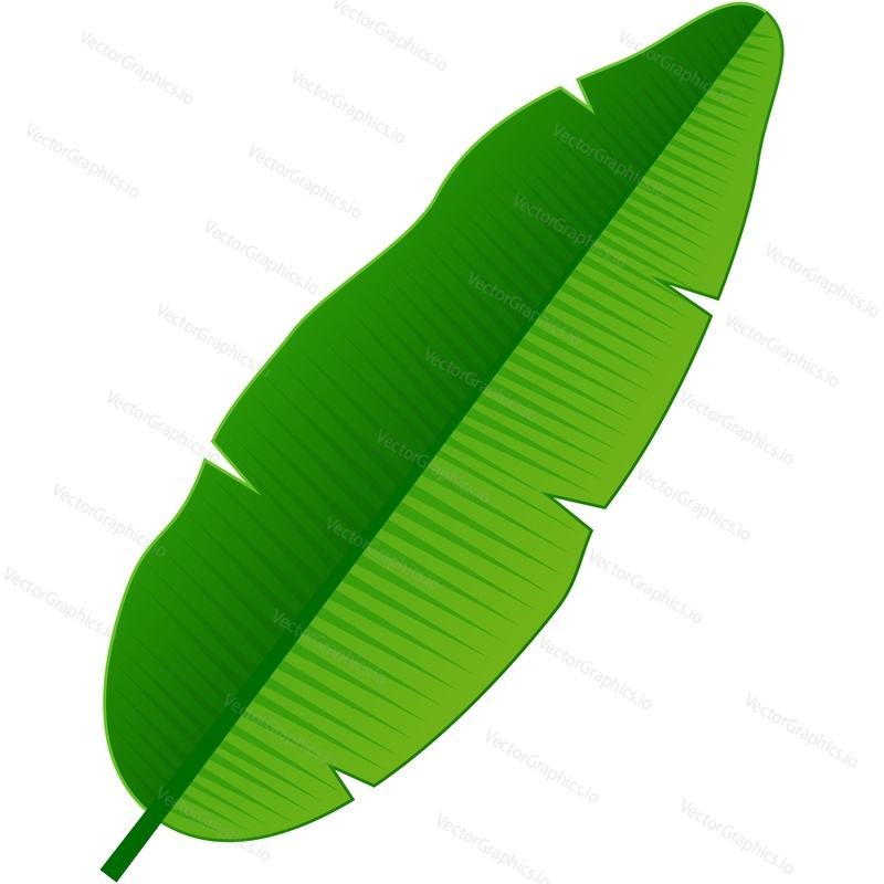 Banana leaf vector 3D ikona. Zelená Palma listy izolovaných na bílém pozadí. Exotická džungle opouští designový prvek