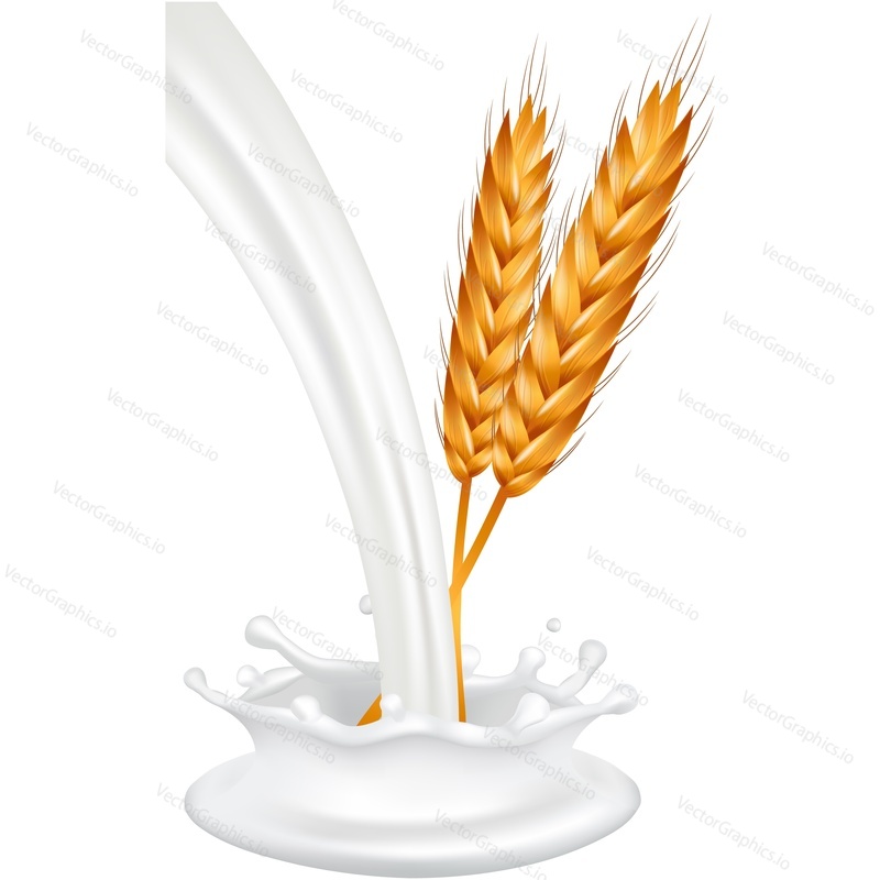 Wheat spikelets and milk in motion vector icon. Realistic organic vegetarian food packaging design element isolated on white background