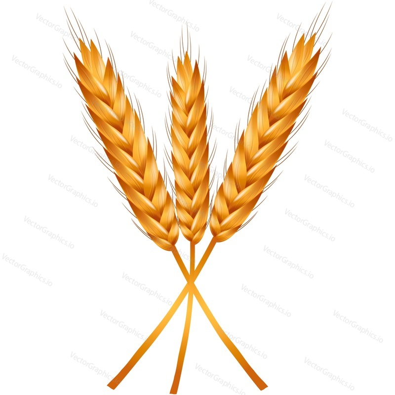 Wheat ear vector. Barley spikelet icon. Cereal grain isolated on white background. Golden rye stalk bunch